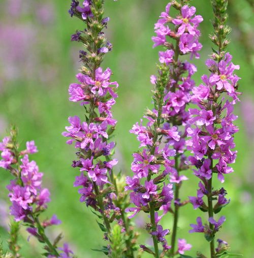 how to grow purple loosestrife from seed